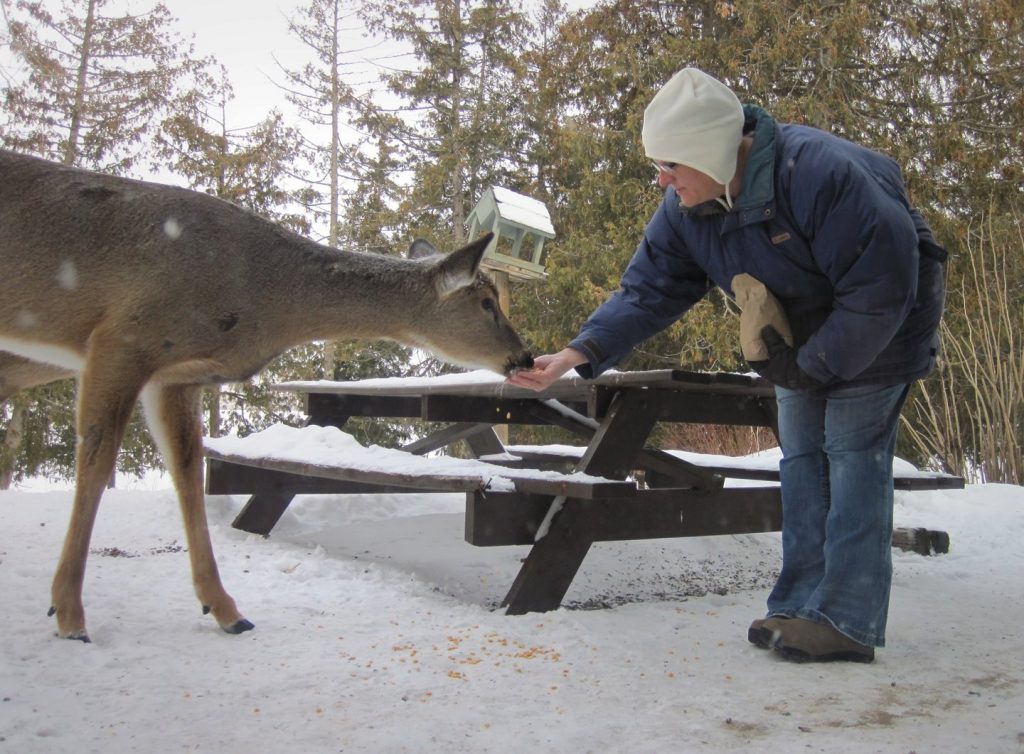 Carolyn Porter feeding corn to a large doe at Gunflint Lodge in northern Minnesota.
