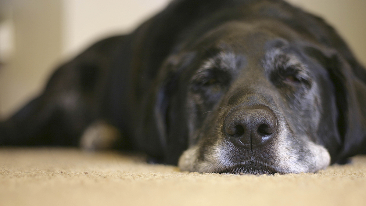 photo of old black lab with grey jowls sleeping on carpeted floor