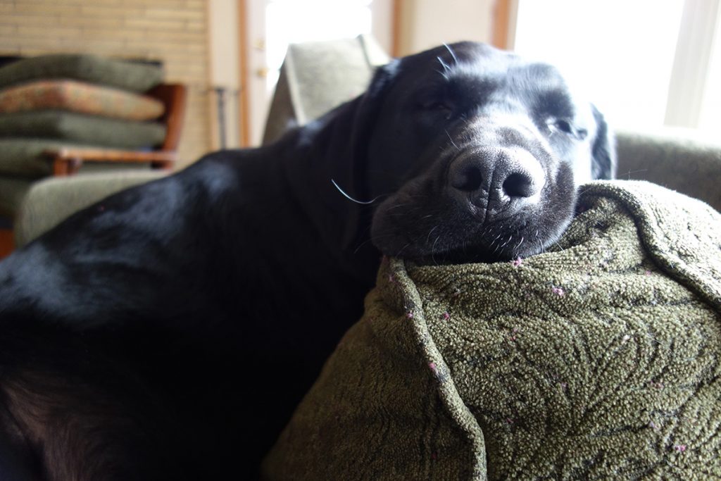 Large black labrador retriever, sleeping on couch, head in sun.